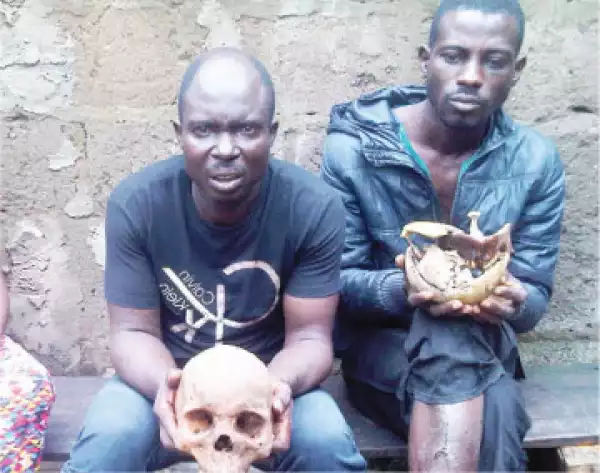We bought human skulls for N30,000 ? Herbalists